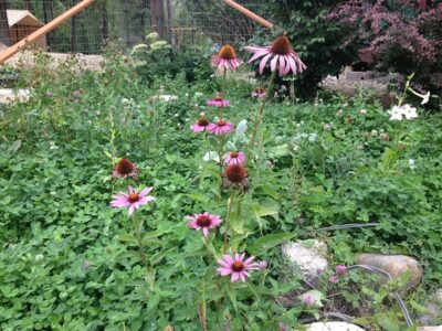 Echinacea: A Common Medicinal for a Variety of Ailments Image